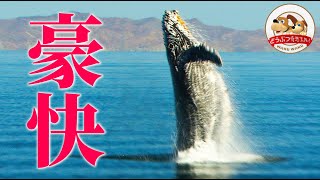 【豪快】ザトウクジラの迫力ジャンプを間近でウォッチング！カリフォルニア湾のクジラ＆イルカたち【どうぶつ奇想天外／WAKUWAKU】