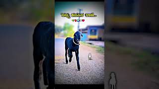 #kannadaeditingvideos #balu_belagundi_new_songs #janapada_songs_kannada_feeling_dj #janapadavideos