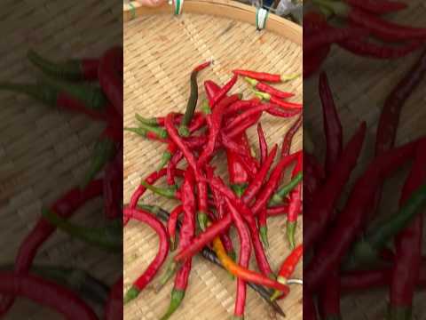 Let’s harvest some chili peppers to make homemade chili sauce! 🌶️ #peppers #garden #harvest