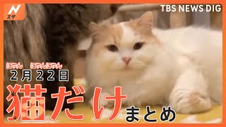 【猫の日】にゃあ！！ふわふわのネコ ／ 犬に猫パンチ ／ ねこvsセミ ／ ねこvs警備員…など猫まみれの動画まとめ（2月22日配信） | TBS NEWS DIG