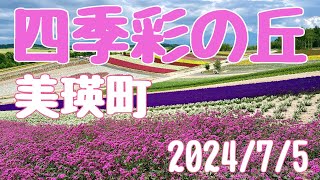 ラベンダー・お花満開、北海道美瑛町　四季彩の丘　2024/7/5