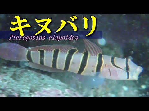 [ Serpentine goby ] Silk-clad fish / Pterogobius elapoides