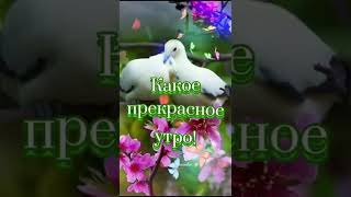 Доброе утро! Счастливого дня!🍒🌹