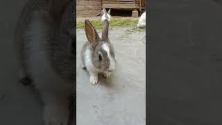 cute baby Close up #rabbit #baby #closeup #remix #amapiano #funny #rabbitrabbit #femalepet #cute