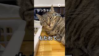 もたれてる？ない？｜PECO #キジトラ #猫 #愛猫家 #猫のいる暮らし #browntabby #cat #catlover #catlife