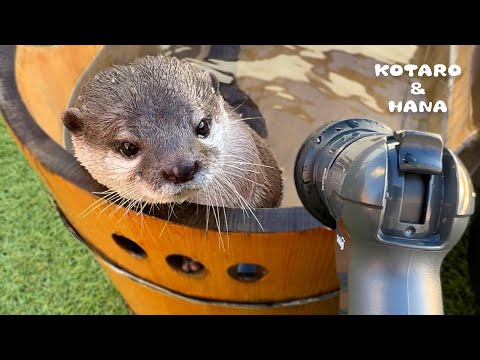 Hot-Headed Otter Gets Hostile at New Hose