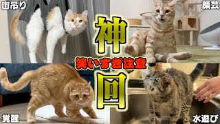 【豪華】ツッコミどころ満載なおもしろ猫動画30連発！