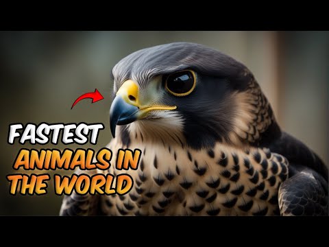 Top 10 fastest animals in the world