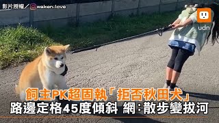 飼主PK超固執「拒否秋田犬」路邊定格45度傾斜 網：散步變拔河｜動物｜搞笑