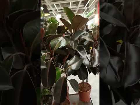 Vlog #1067 Shiny Leaves Of Rubber Plant