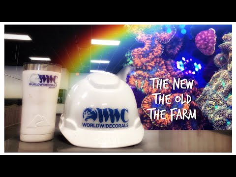 World Wide Coral Visit! The New Store, the Old Store and the Coral Farm!