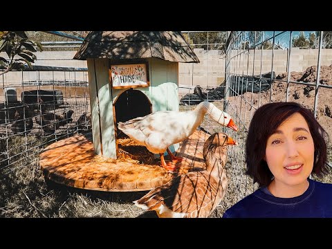 We built a GOOSE HOUSE for hatching little goslings!