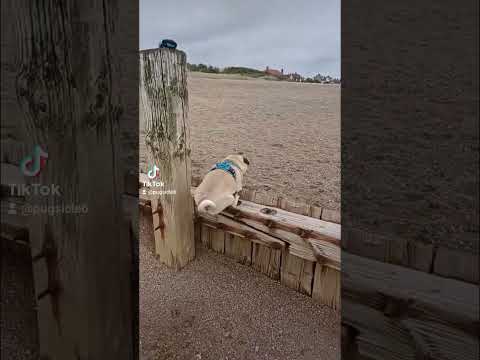 Happy pug slow motion jump. #adorabledog #jumpingdog #jumparound #happydog #beachdogs