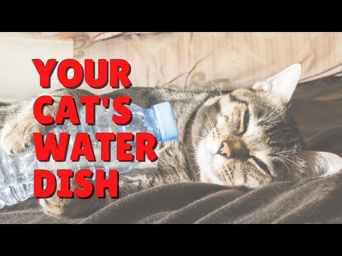 Tips On Your Cat’s Water Dish | Two Crazy Cat Ladies