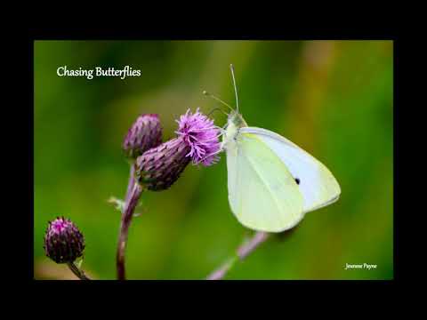 Chasing Butterflies (Original Song)