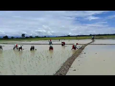 Transplanting Rice seedlings at Rengmapathar Area DTW Scheme, Point No. 4