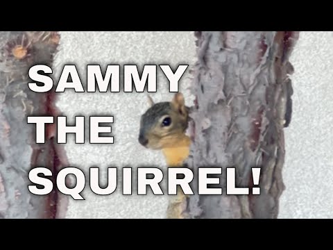 SAMMY THE SQUIRREL