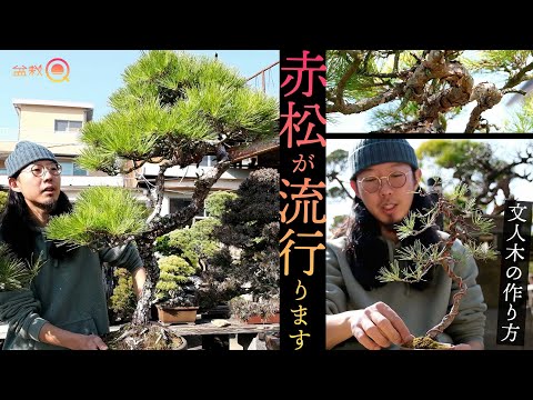 What is the charm of Akamatsu? How to make a bunjin tree [Bonsai Q]