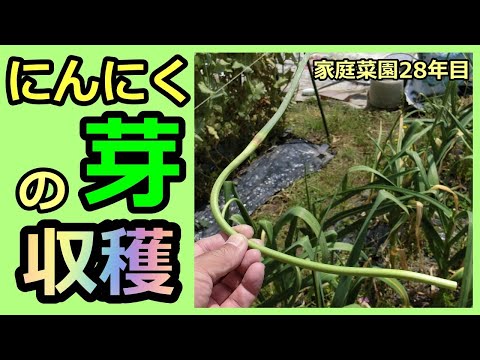 【ニンニクの芽 収穫】家庭菜園28年目 無農薬 半自給自足