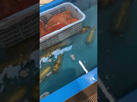 お魚センターうみがめ(直売所) 生け簀のアオリイカ  【ショート動画】