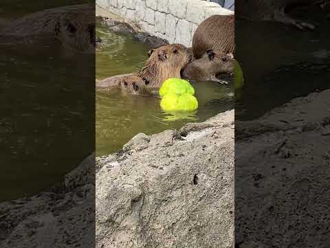 ふたたびカピバラの鬼ゆずかじりチャレンジ！(伊豆シャボテン動物公園) #capybara #Shorts