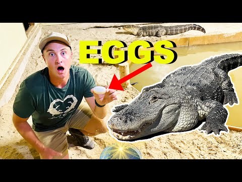 My Alligator Laid Eggs!!!