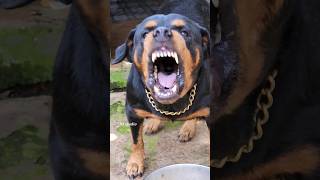 dog barking sound loud #viral #angrypuppy #cutepet #dog #cat #dogsound #animals #angry #angryanimal