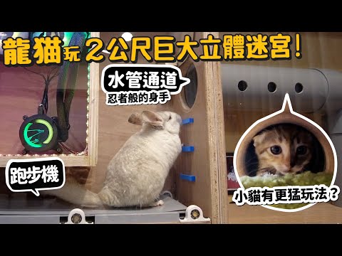 龍猫玩2公尺巨大立體迷宮!跑步機?水管通道?球球風扇機關?龍猫PK中途的小猫!小貓有更猛玩法?【許伯簡芝】【遊戲機關】