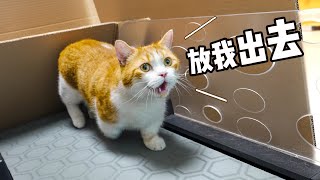 胖橘减肥，铲屎官改造猫猫版—破釜沉舟跑步机！效果绝佳！｜花花与三猫 Cat Live