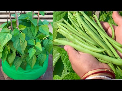 How To Grow Lots Of Organic Beans At Home // Seeds To Harvest