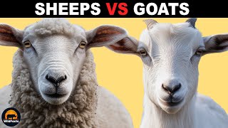 What Is the Difference Between Sheeps and Goats?