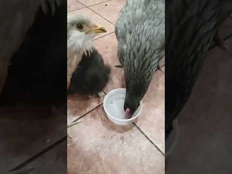 chickens 🐔🐥🐥 drinking water 💦 before bed 🛏️