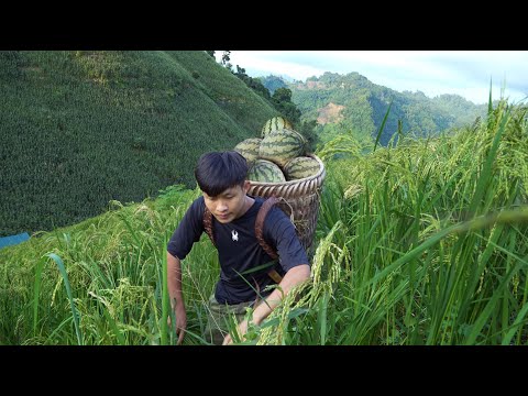 2 year living in forest, Harvesting watermelons go to market sell. Preparing build new house