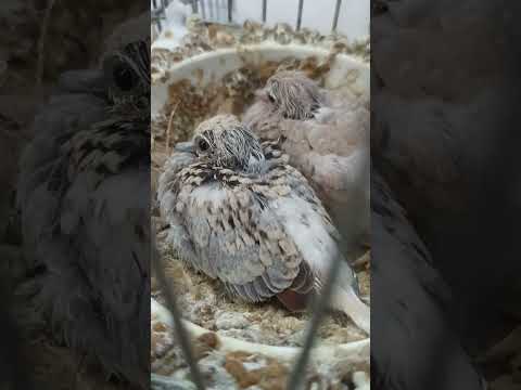 cuteness overload ! baby Diamond Dove #exoticbird #bird