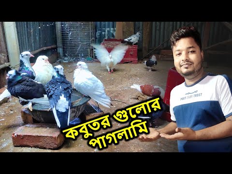 কবুতরগুলো নতুন পানি পেয়ে পাগলামি শুরু করে দিল | Pigeon | Mahid Dream Zoo #pigeon