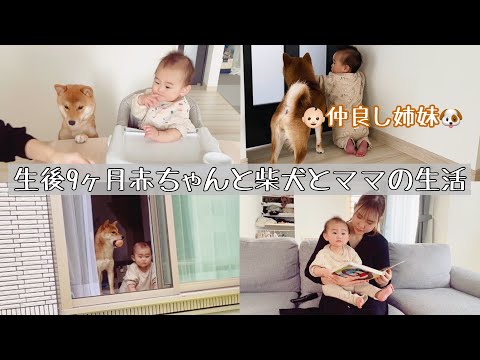 【赤ちゃん×柴犬】生後9ヶ月赤ちゃんとママの生活