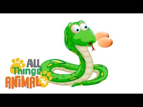 * SNAKES * | Animals For Kids | All Things Animal TV