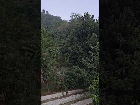 Tiger Pug Marks & Barking Deer Alarm Calls At Evening । Wildlife