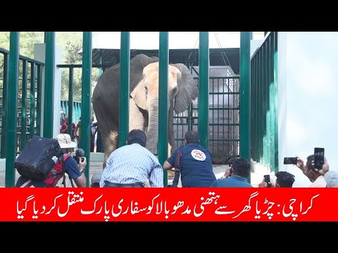 Madhubala Hathni Being Transferred From Karachi Zoo to Safari Park