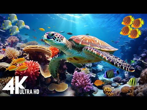 [NEW] 11HR Stunning 4K Underwater Footage-Rare & Colorful Sea Life Video, Sleep Meditation Music #8