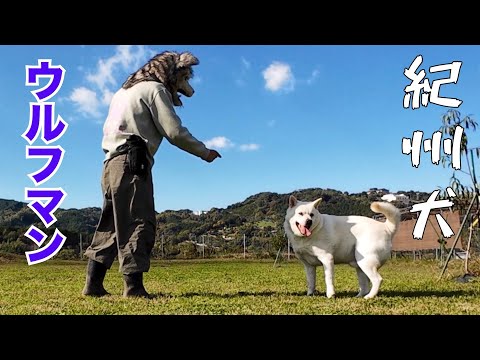 [Kishu dog] Kish and Wolfman playing in the vegi field