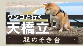 【犬連れ旅行】天橋立さんぽ　わんことぶらり旅（京都）