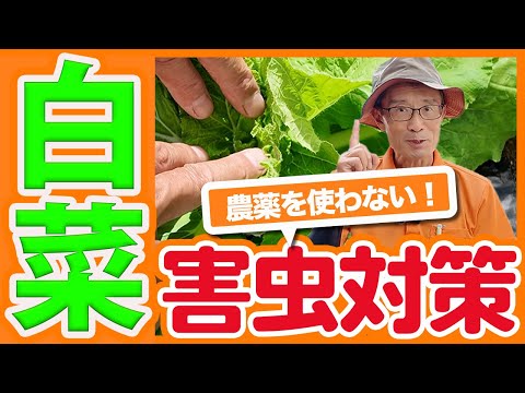 家庭菜園や農園で白菜栽培で害虫対策は無農薬で！薬剤を使わずに対策するポイントを徹底解説！【農園ライフ】