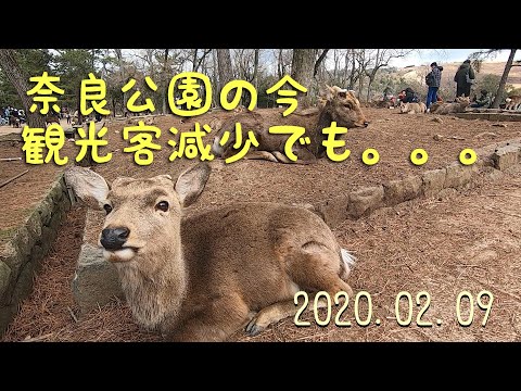 奈良公園に寄ってみた