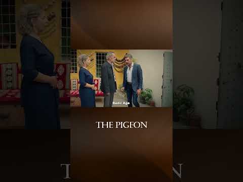 A matter Of Honor - The Pigeon Episode #shorts