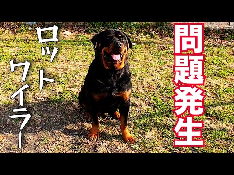 [Serious issue] Rottweiler Gonzo-kun's adoption request