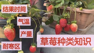 【一起种草莓之一】选择好吃又适合的品种｜草莓种类小知识