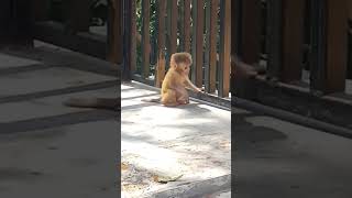 Newly born baby monkey trying to walk and eat #dearmonkey #monkeybaby