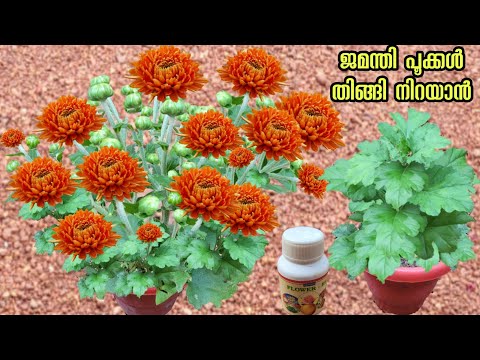 flower - H9  liquid ചേർത്ത fertilizer കൊടുത്താൽ ഏതു പൂക്കാത്ത ചെടിയും# Kerala gardening ideas