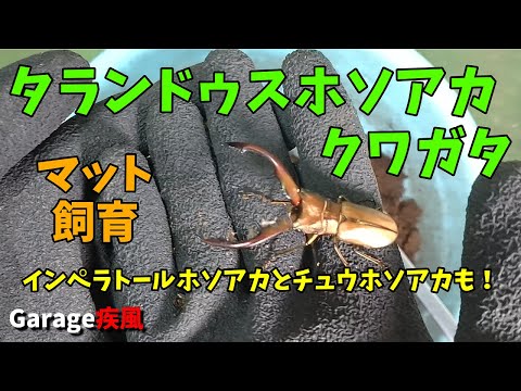 マット飼育　タランドゥスホソアカクワガタ羽化　#クワガタ